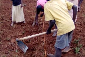 Planting beans
